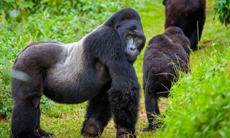 What Tourists Love Most About Rwanda (Based on Real Experiences)