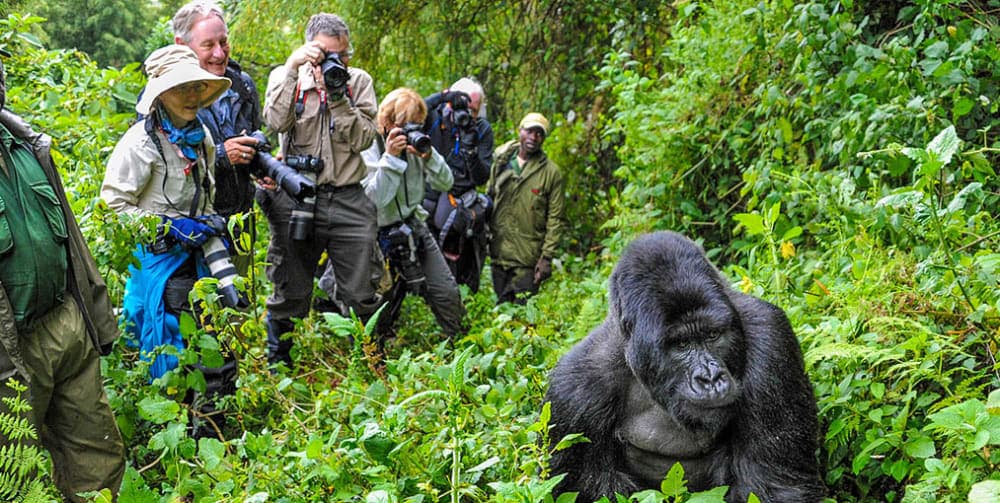 What Tourists Love Most About Rwanda (Based on Real Experiences)